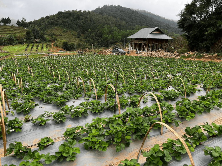 Sò Lườn Bát tiên - Mộc Châu - Sơn La