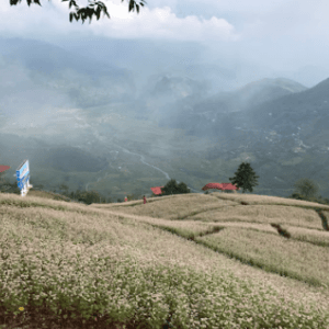 Vườn hoa Tam giác mạch-Khau Phạ