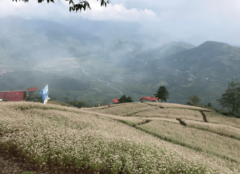 Vườn hoa Tam giác mạch-Khau Phạ