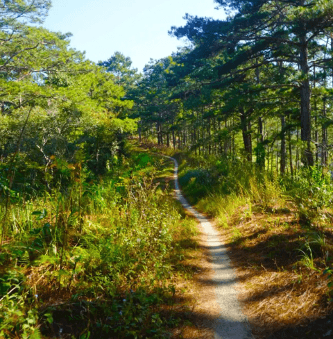 Trekking Rừng Đa Mân