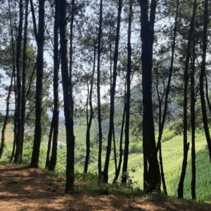 Rừng Thông Hua Tạt - Mộc Châu - Sơn La