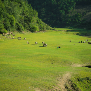 Khao Mang green Grassland (Thảo nguyên xanh)