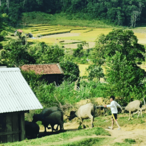Cộng đồng thôn Mang cành