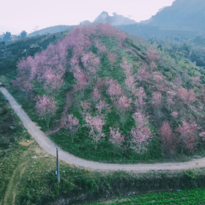 Vườn mai anh đào - Mộc Châu - Sơn La