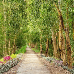 Rừng Tràm Trà Sư