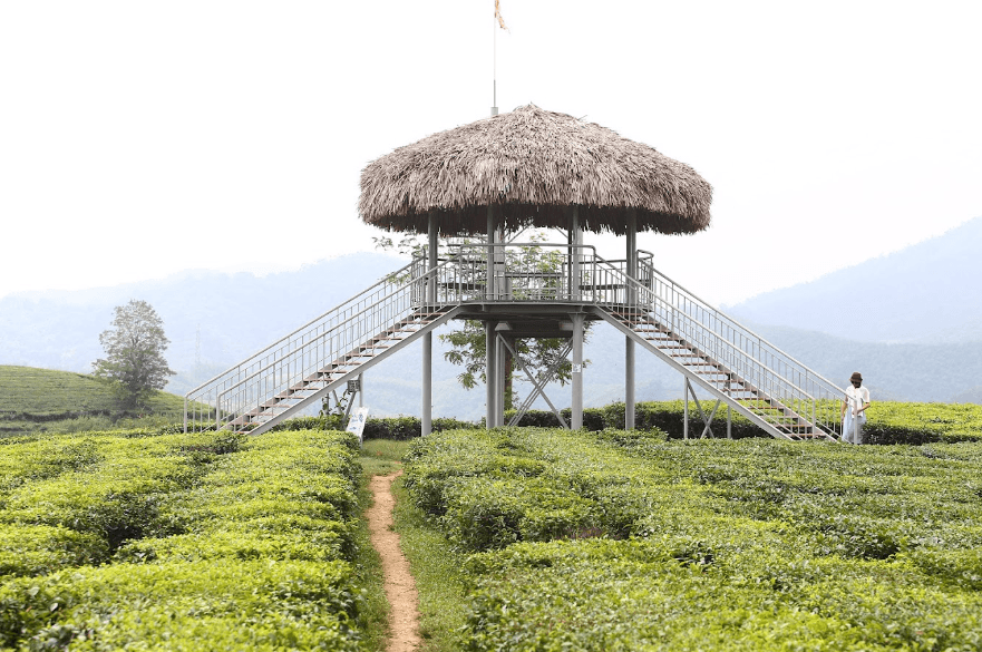 Đồi Chè Mỹ Thuận