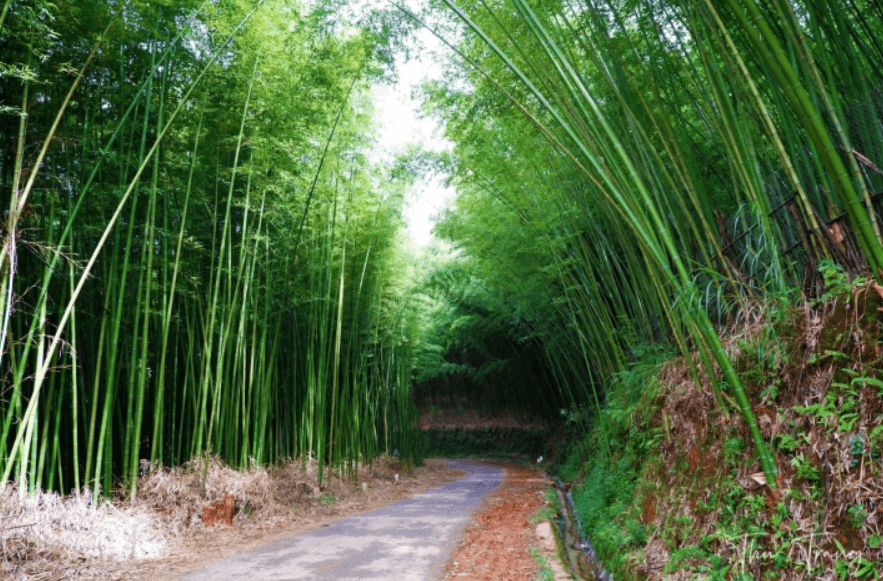 Rừng trúc Lũng Pán
