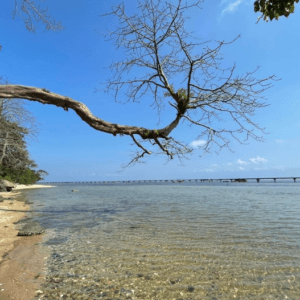 Mũi Trâu Nằm