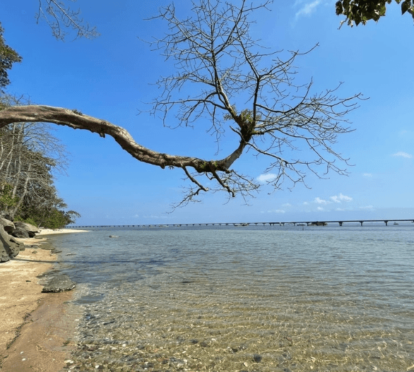 Mũi Trâu Nằm