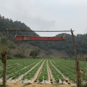 Vườn dâu Bamboo Strawberry Farm