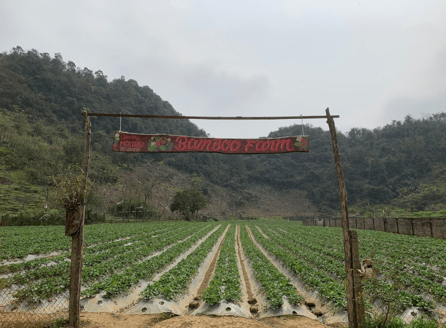 Vườn dâu Bamboo Strawberry Farm