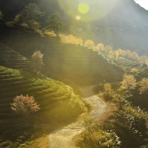 Đồi chè - Ô Quý Hồ - Lào Cai