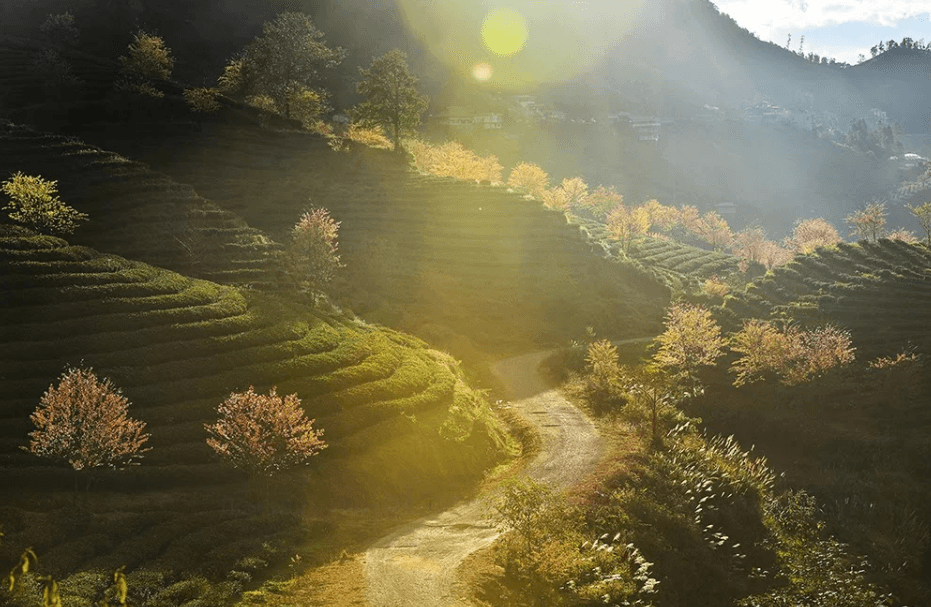 Đồi chè - Ô Quý Hồ - Lào Cai