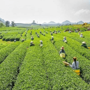 Đồi Chè Gia Nghĩa