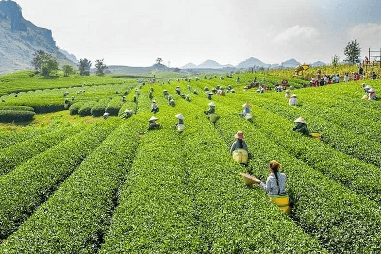Đồi Chè Gia Nghĩa