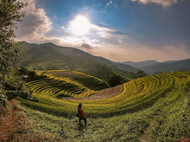 Ruộng bậc thang Nấm Linh Chi