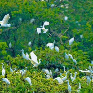 Vườn Cò Tân Long