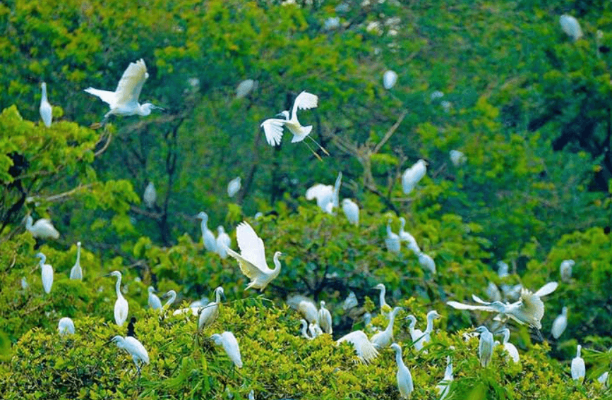 Vườn Cò Tân Long