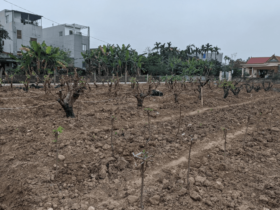 Vườn Đào Thành Đạt - An Dương - Hải Phòng