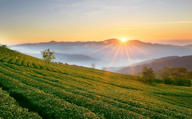 Đồi Chè Cầu Đất