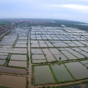 Cánh đồng muối Tam Đồng