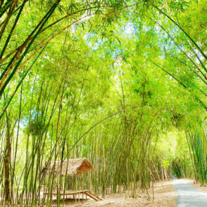 Con đường tre đẹp nhất Hậu Giang - Phụng Hiệp - Hậu Giang