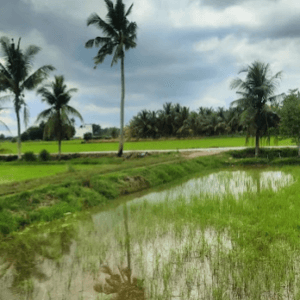Hoi An Rice Fields-Cycling&Sunset