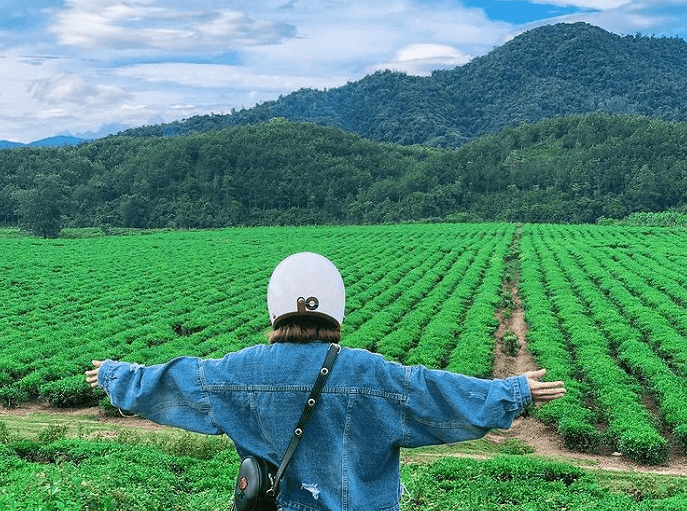 Đồi chè Đông Giang