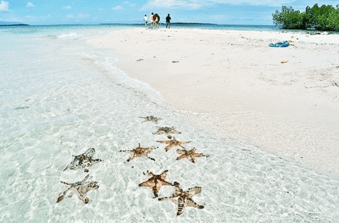 Starfish Beach