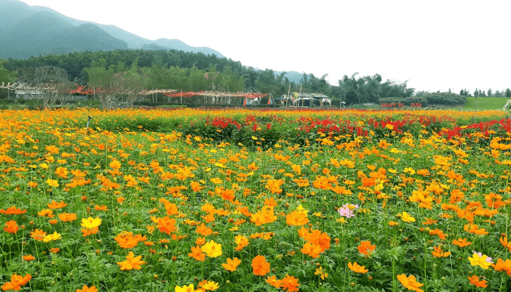 Thiên Đường Hoa Quảng La
