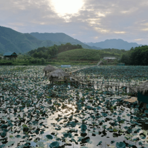 Du lịch sinh thái Sen Quê Vân Hội