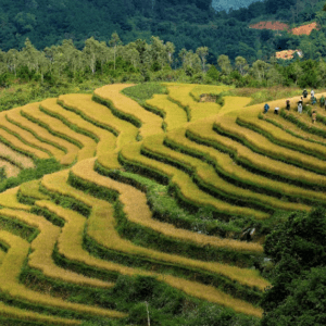 Ruộng bậc thang Lục Hồn - Bình Liêu - Quảng Ninh