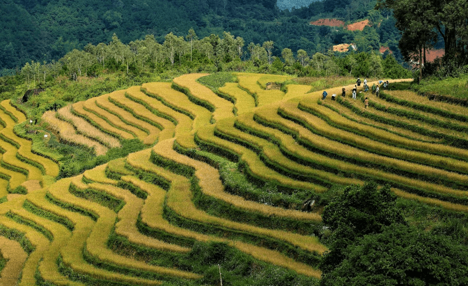 Ruộng bậc thang Lục Hồn - Bình Liêu - Quảng Ninh
