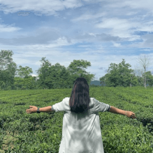 Đồi chè Hương Trà - Hương Khê - Hà Tĩnh