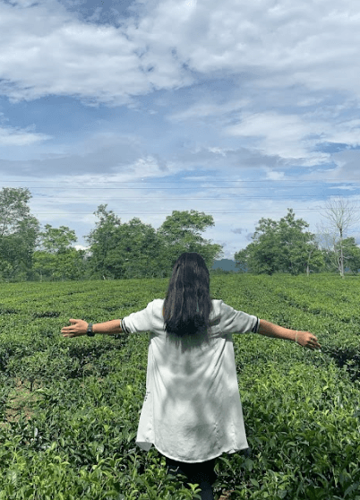 Đồi chè Hương Trà - Hương Khê - Hà Tĩnh