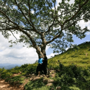 Gốc Đa Ăn Chơi - Tiên Yên - Quảng Ninh
