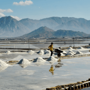 Cánh Đồng Muối Ninh Thuận Salt Field