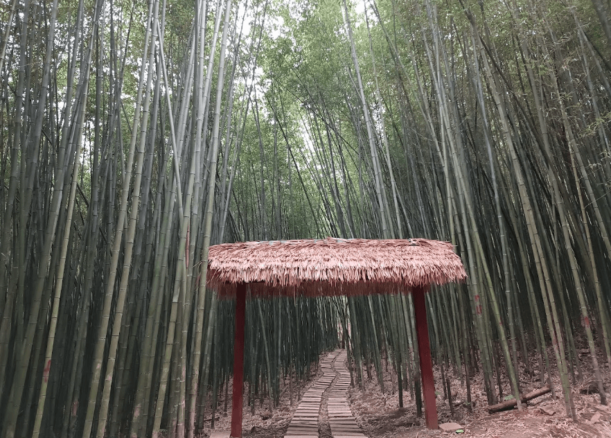 Rừng Trúc Thành Công - Nguyên Bình - Cao Bằng