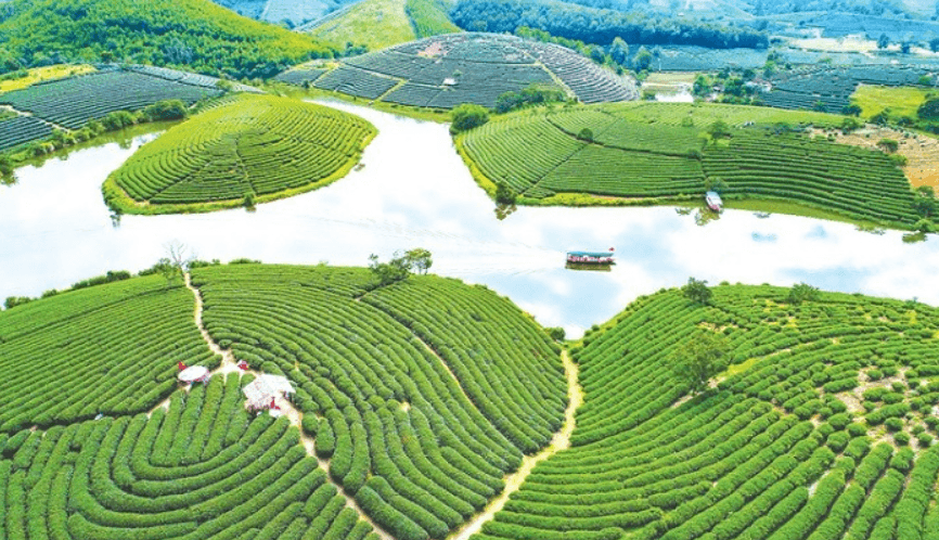 Đảo Chè Thanh Chương - Thanh Chương - Nghệ An