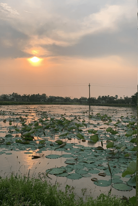 Kim Giao Lotus Lagoon - Đầm Sen Kim Giao - Hải Lăng - Quảng Trị
