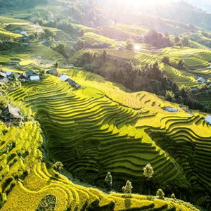 Ruộng Bậc Thang Sa Pa