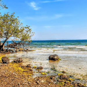 Pineapple beach