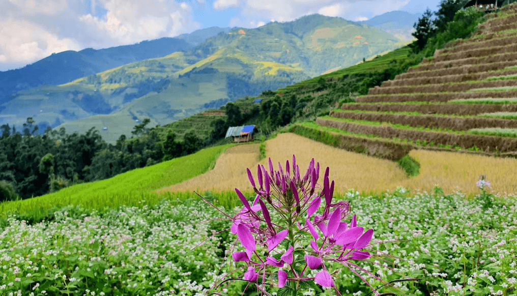 Đồi Mâm Xôi La Pán Tẩn