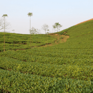 Đồi chè Mỹ Bằng - Yên Sơn - Tuyên Quang
