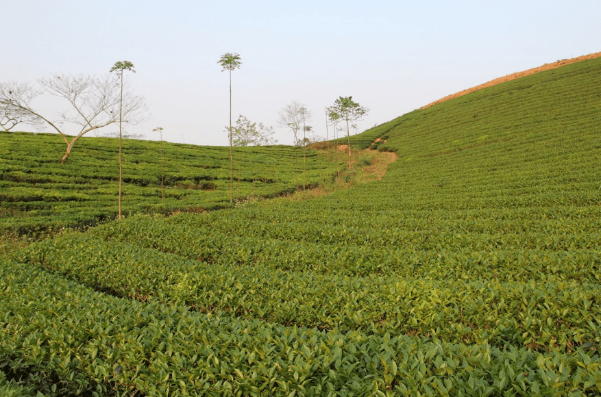 Đồi chè Mỹ Bằng - Yên Sơn - Tuyên Quang
