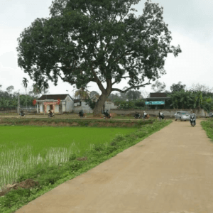 Cây cổ thụ Ngọc Mỹ - Đô Lương - Nghệ An