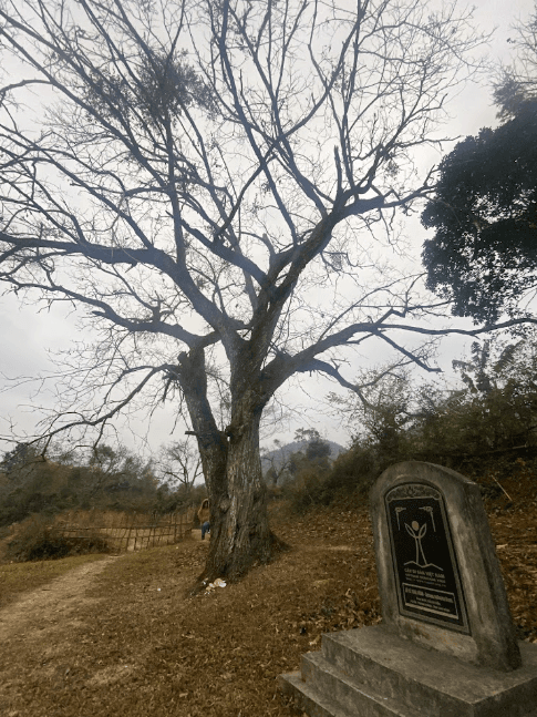 Vietnam Heritage Tree - Trùng Khánh - Cao Bằng