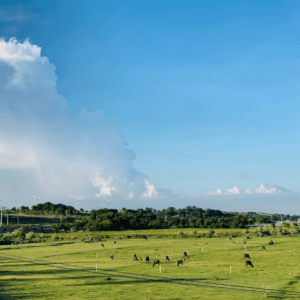 Cánh Đồng Cừu Mũi Dinh - Ninh Phước - Ninh Thuận