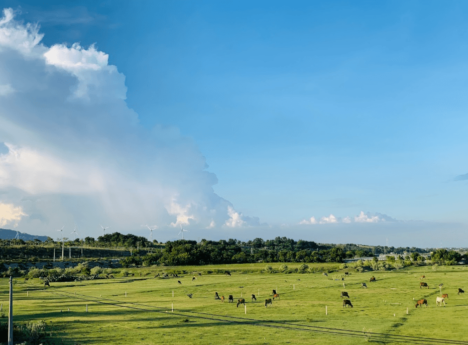 Cánh Đồng Cừu Mũi Dinh - Ninh Phước - Ninh Thuận