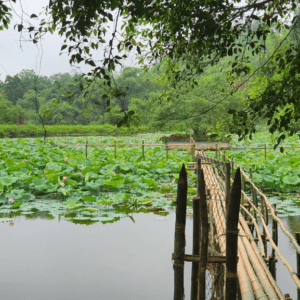 Đầm Sen Chùa Phổ Linh - Yên Sơn - Tuyên Quang